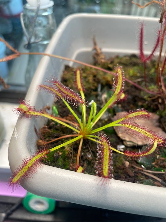 Cape Sundew (Drosera Capensis) 3.5" Potted Plant