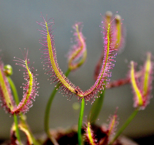Forked Sundew (Drosera Binata) 3.5" Potted Plant