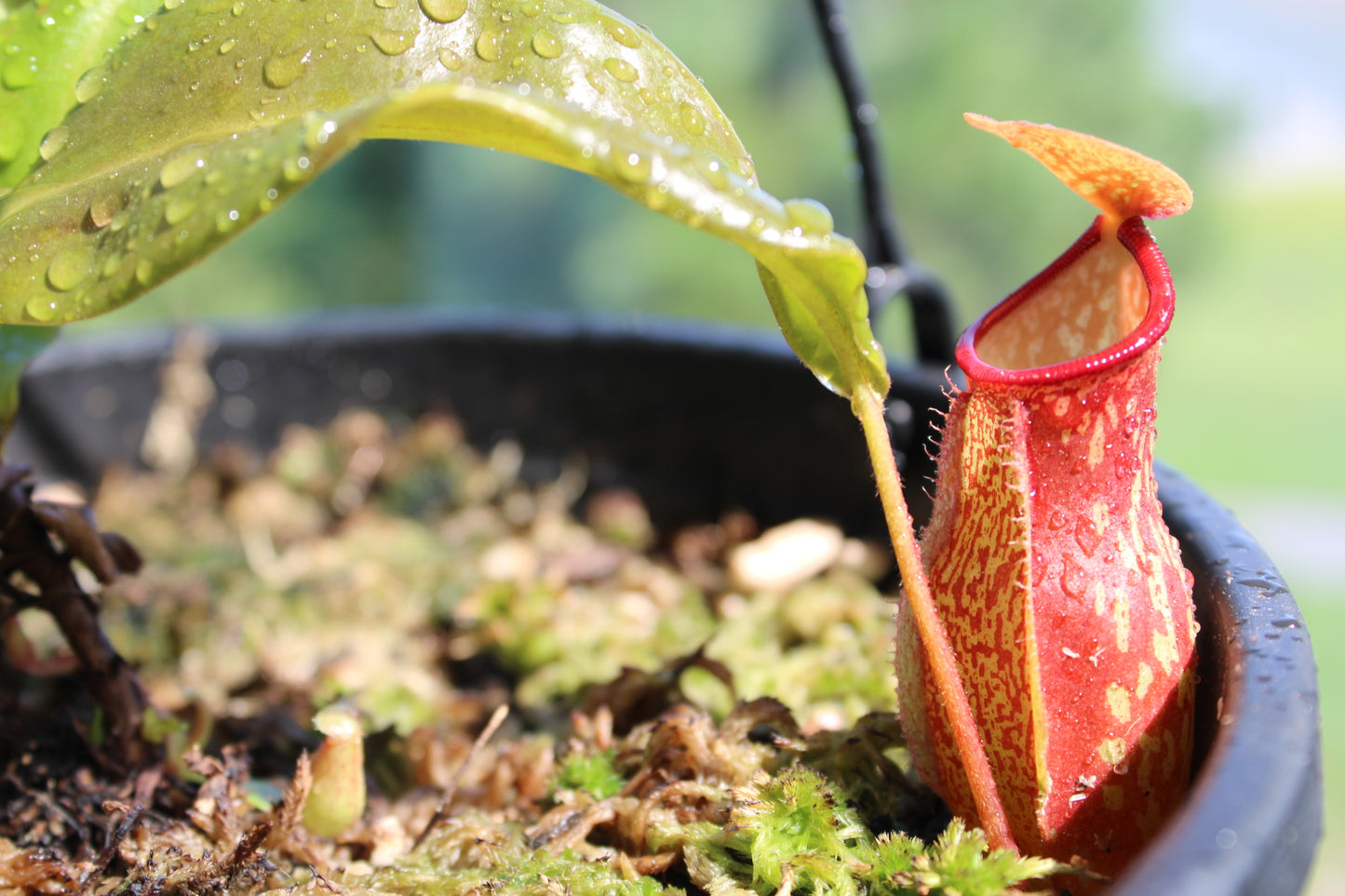 Nepenthes St. Gaya 3.5" Potted Plant