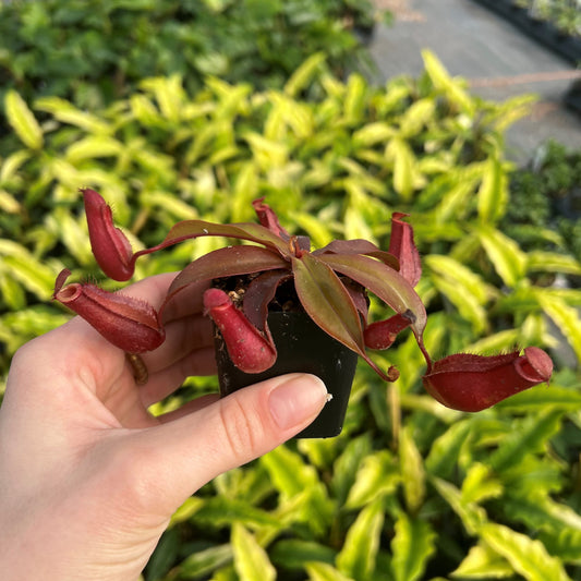 Bloody Mary Nepenthes 3.5" Potted Plant
