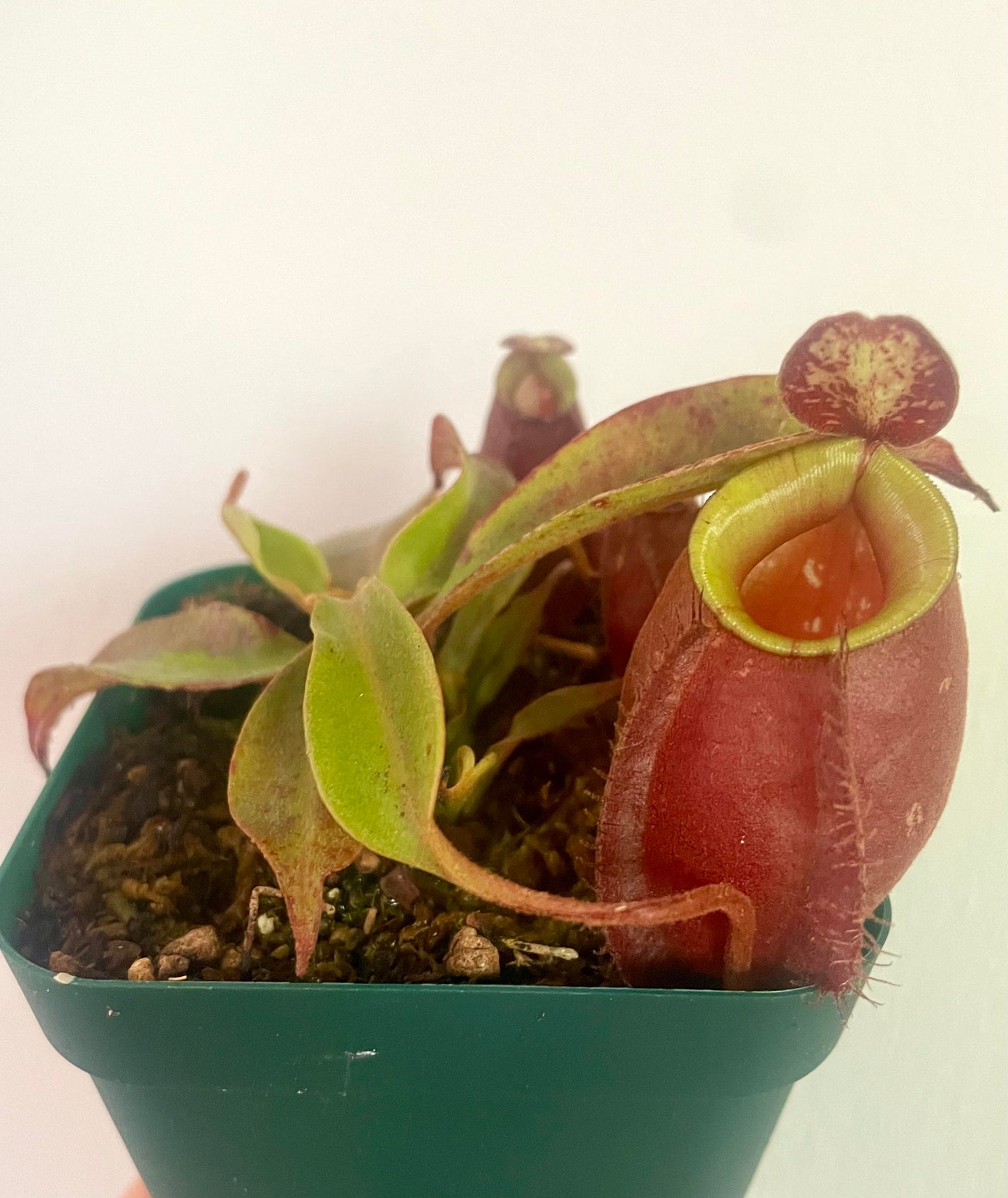 Nepenthes X Black Miracle Hybrid 3.5" Potted Plant