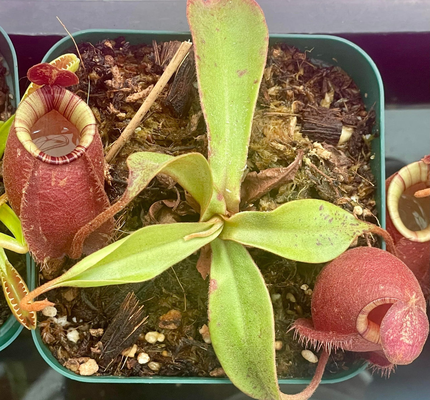 Nepenthes X Black Miracle Hybrid 3.5" Potted Plant