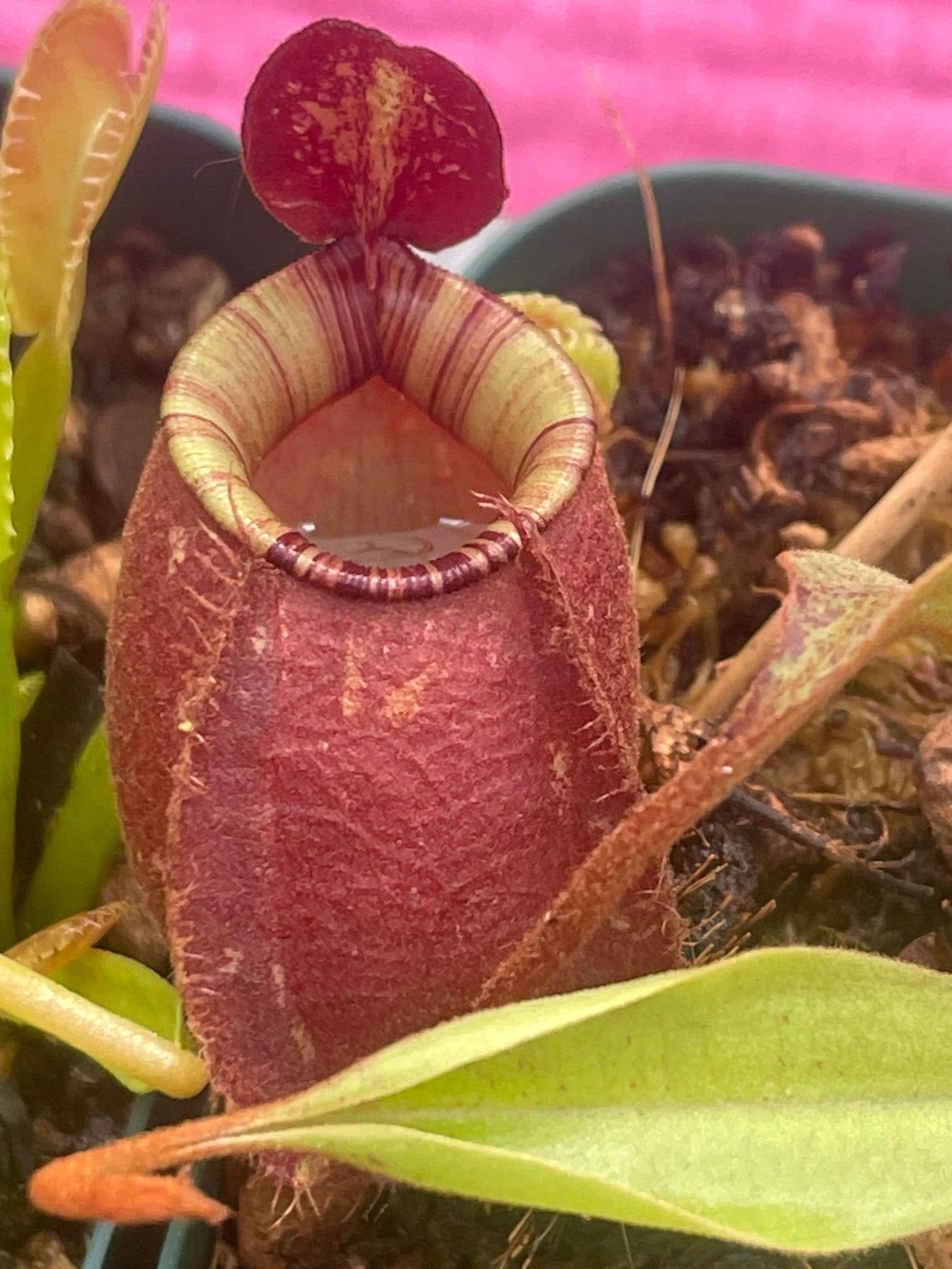 Nepenthes X Black Miracle Hybrid 3.5" Potted Plant