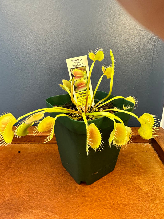 Venus Flytrap ‘King Henry’ 3.5” Potted Plant