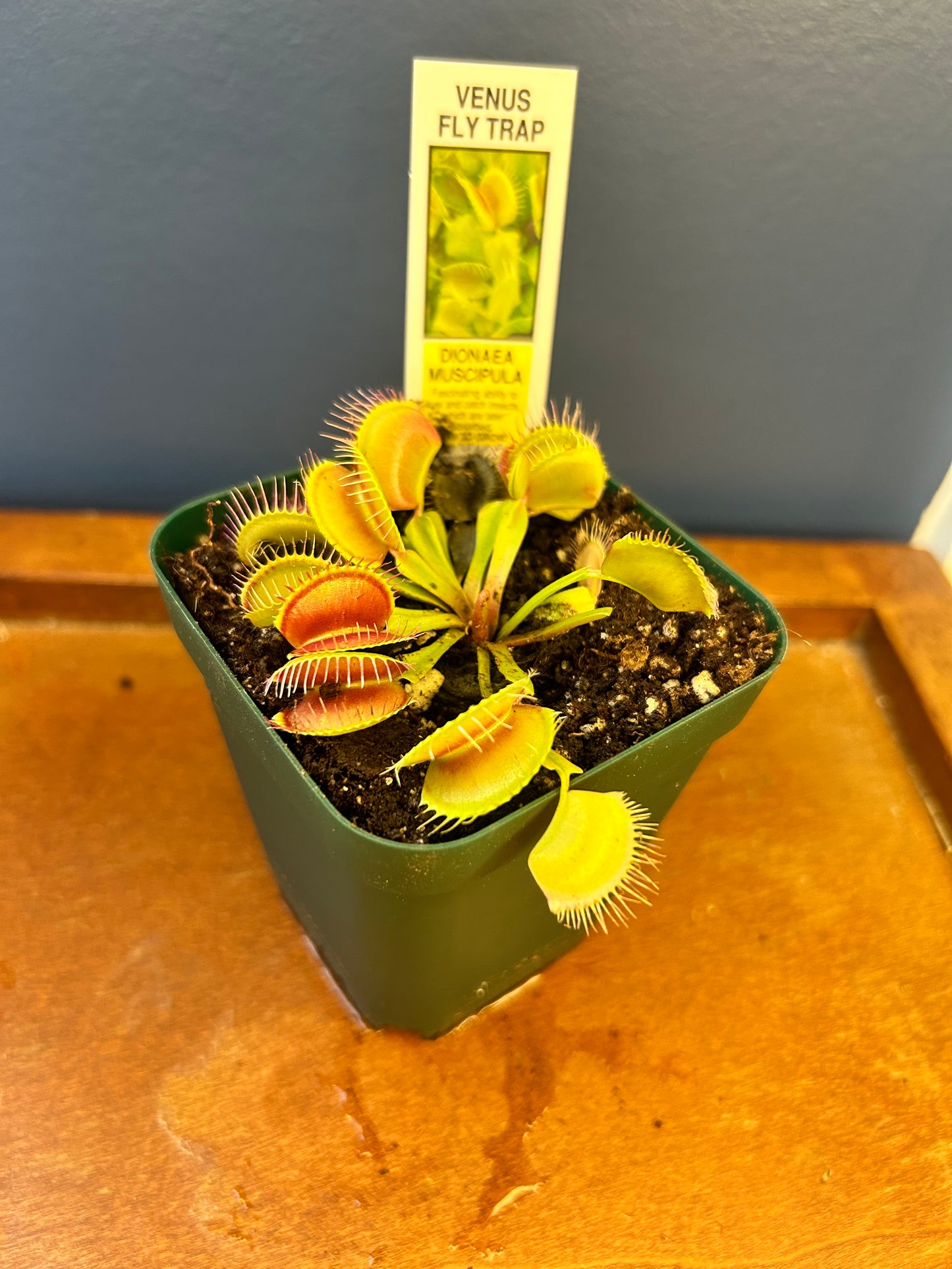 Original Venus Flytrap! (Dionaea muscipula) 3.5” Potted Plant