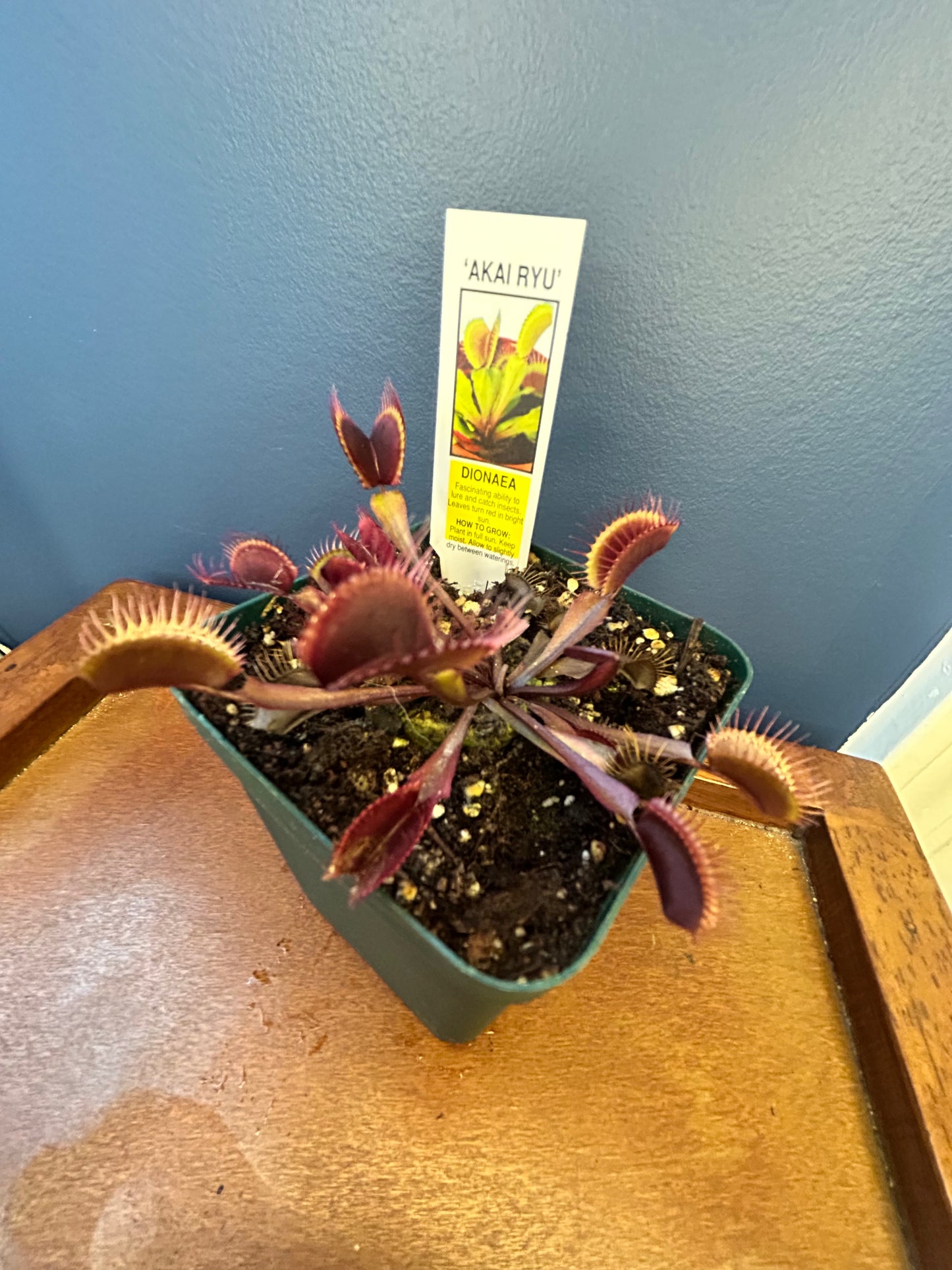 Venus Flytrap 'Red Dragon' 3.5” Potted Plant