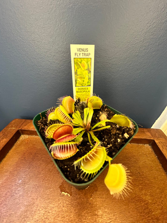 Original Venus Flytrap! (Dionaea muscipula) 3.5” Potted Plant