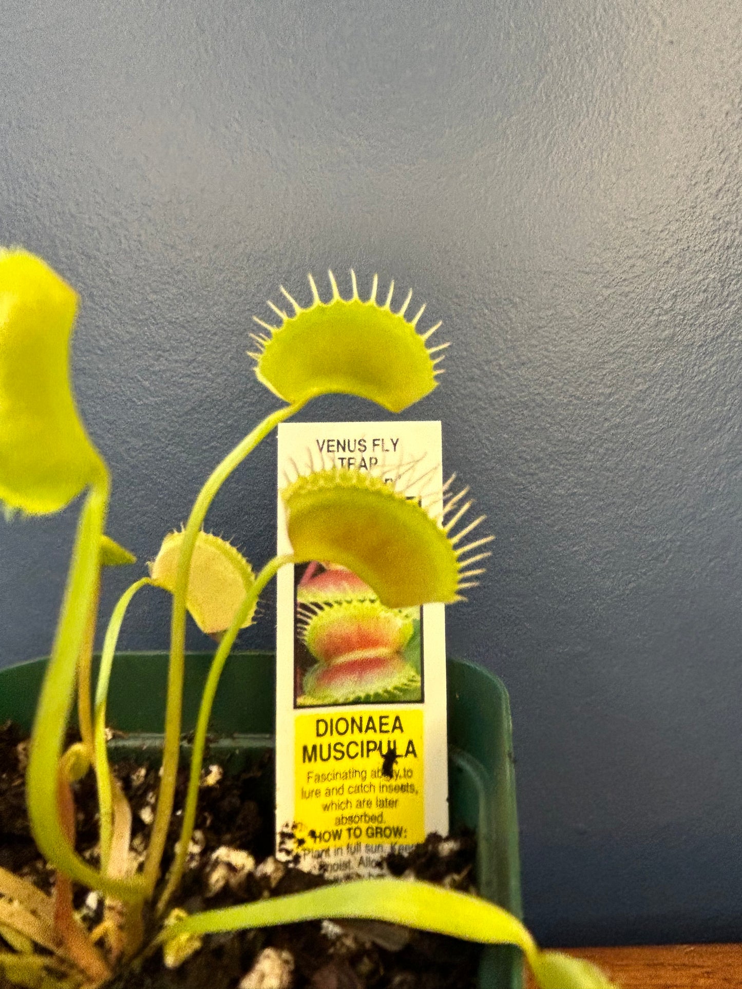 Venus Flytrap ‘King Henry’ 3.5” Potted Plant