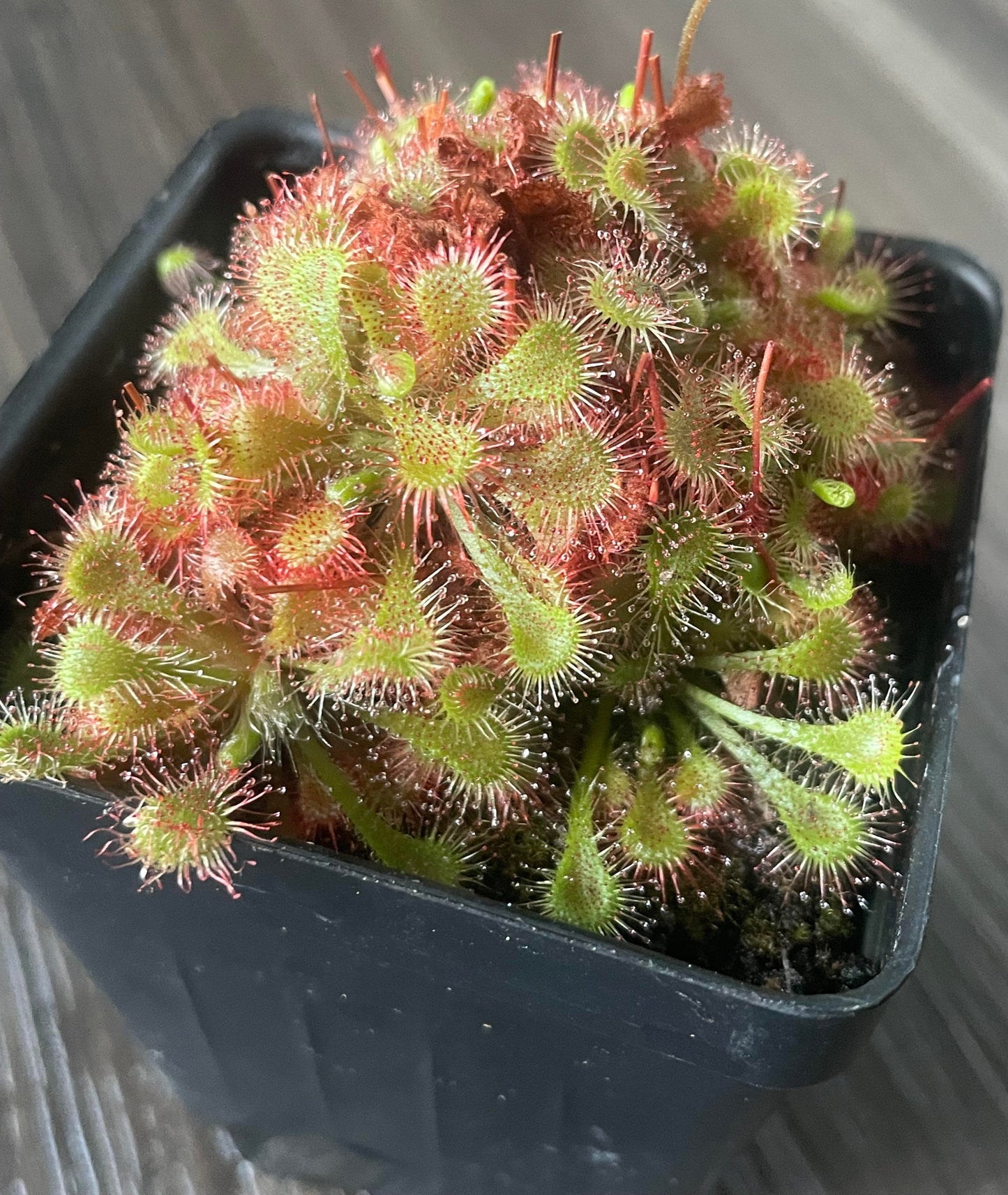 Spoon-Leaved Sundew (Drosera Spatulata) 3.5” Potted Plant