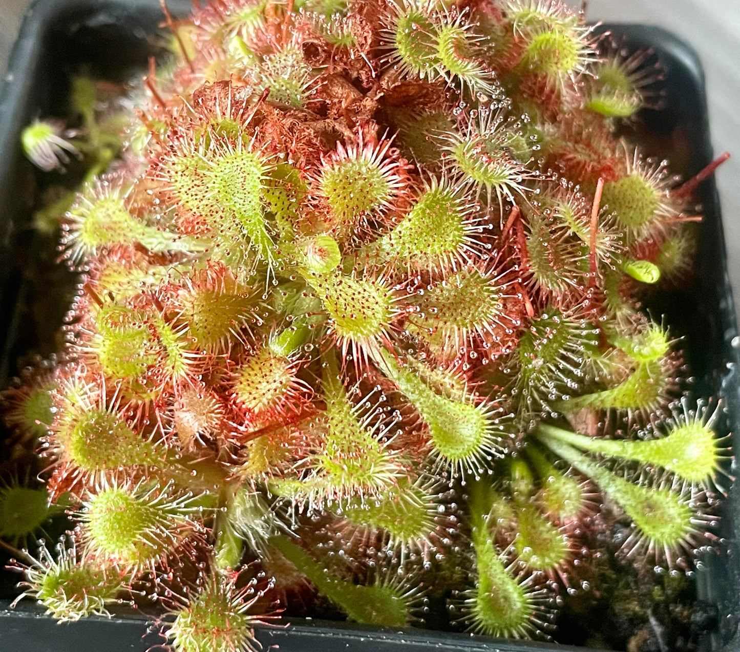 Spoon-Leaved Sundew (Drosera Spatulata) 3.5” Potted Plant