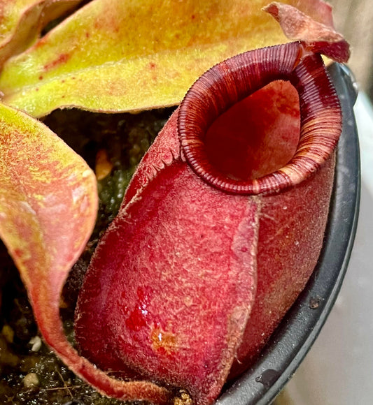 Nepenthes X Black Miracle Hybrid 3.5" Potted Plant