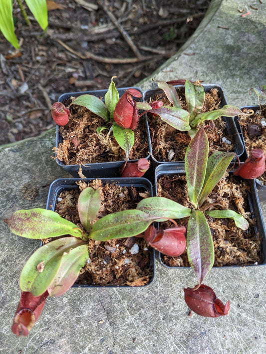 Nepenthes X Black Miracle Hybrid