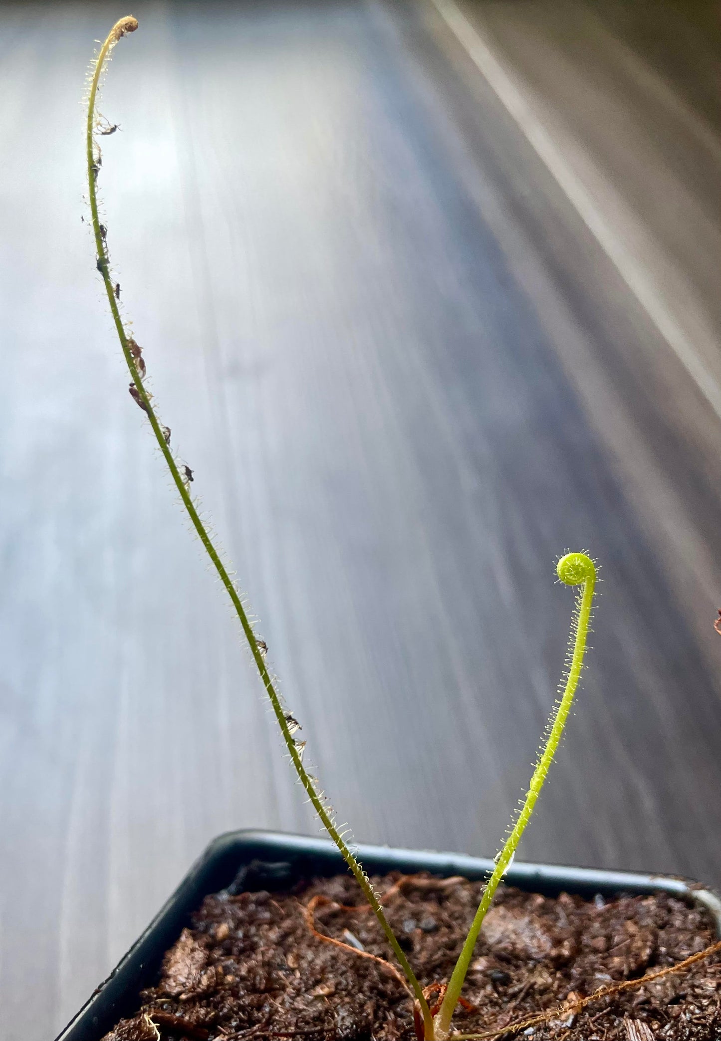 Southern Thread-Leaved Sundew (Drosera Filiformis var. Tracyi) 3.5" Potted Plant