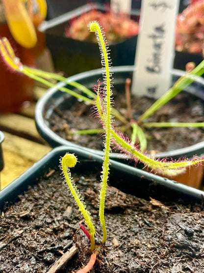 Southern Thread-Leaved Sundew (Drosera Filiformis var. Tracyi) 3.5" Potted Plant