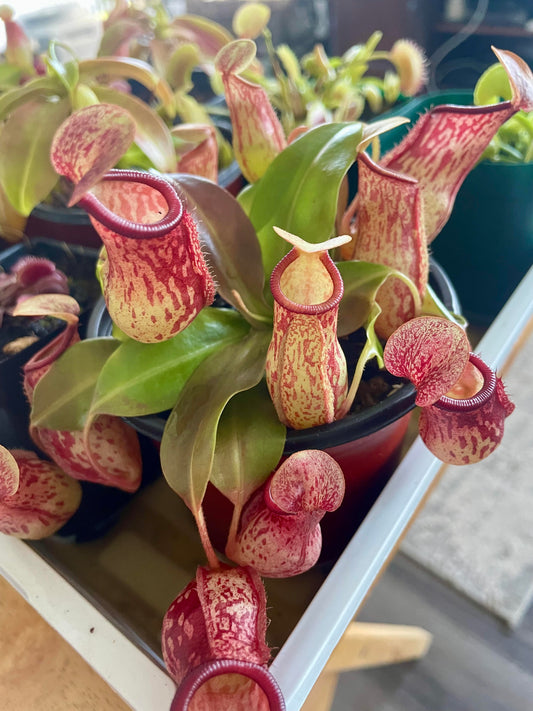 Nepenthes St. Gaya 3.5" Potted Plant