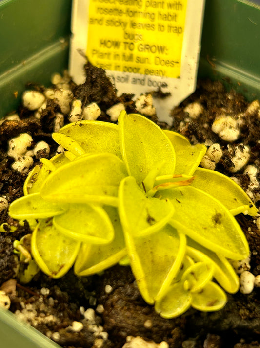 Southern Butterwort ‘Pinguicula primuliflora’ 3.5” potted plant