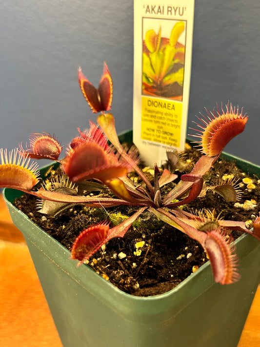 Venus Flytrap var. "Akai Ryu" AKA "Red Dragon" 3.5” potted plant