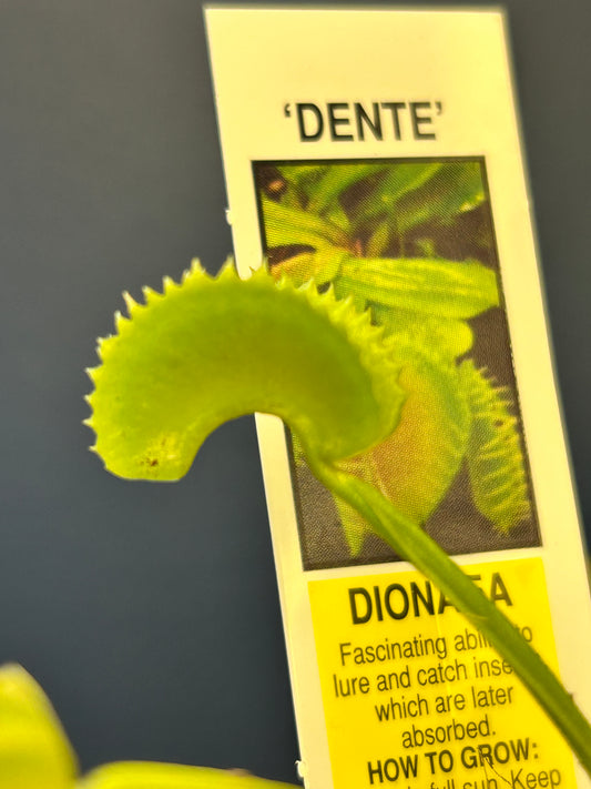 Venus Flytrap “Dentate” 3.5” potted plant