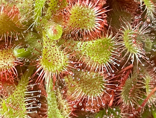 Spoon-Leaved Sundew (Drosera Spatulata) 3.5” Potted Plant