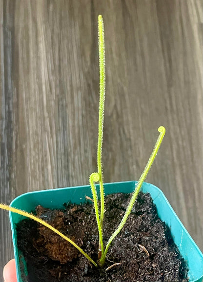 Southern Thread-Leaved Sundew (Drosera Filiformis var. Tracyi) 3.5" Potted Plant